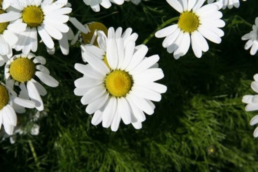 Ljósmynd: Ásdís Birta Árnadóttir