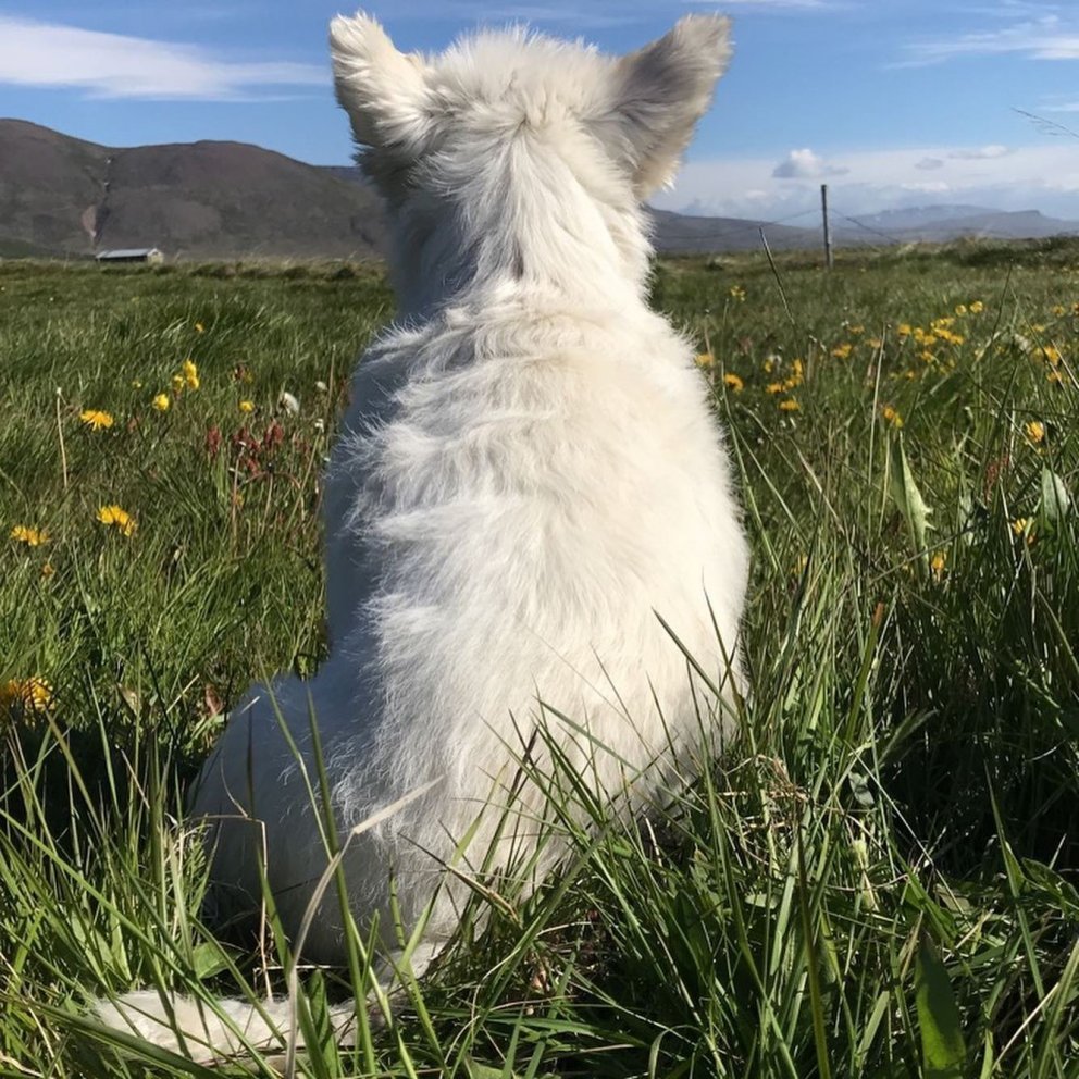 Ormahreinsun hunda og katta frestast til 9. febrúar frá kl. 16:00 til 18:00