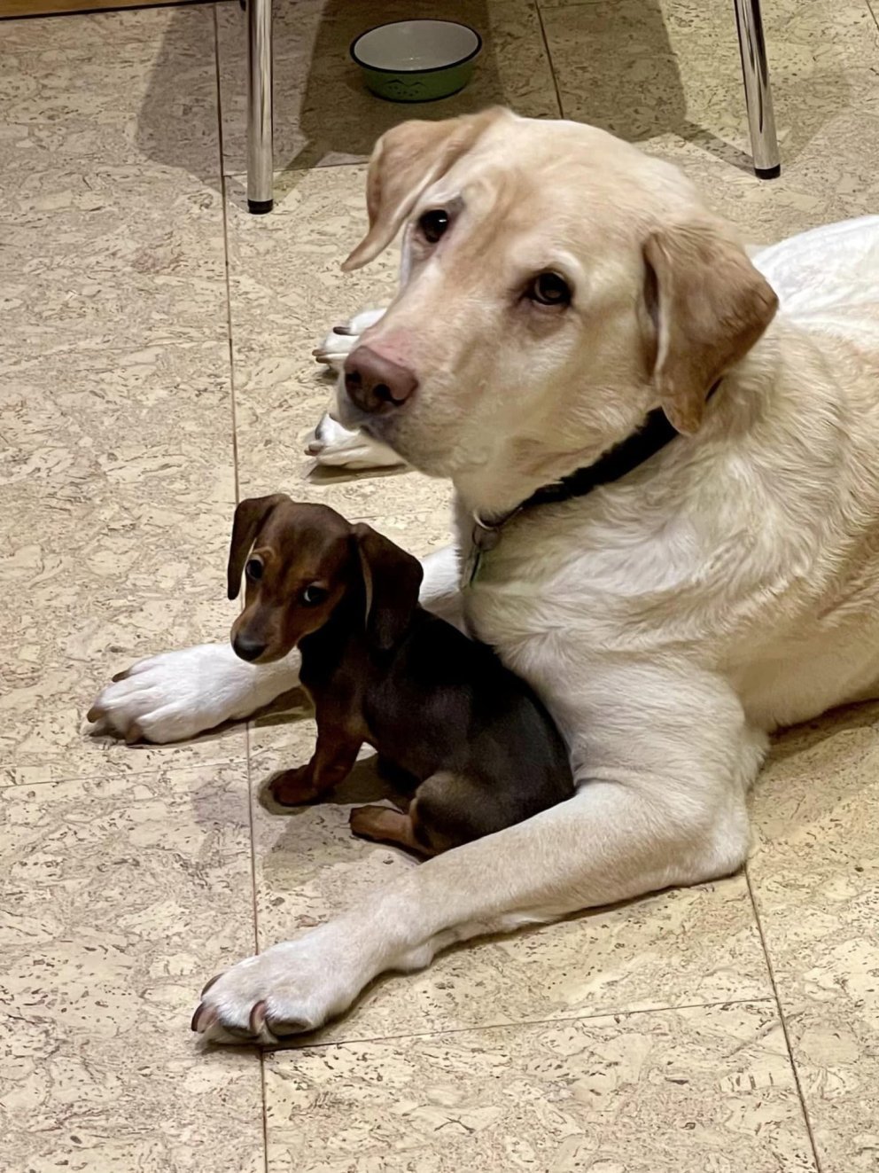 Ormahreinsun hunda og katta 12. febrúar milli 16:00 og 18:00