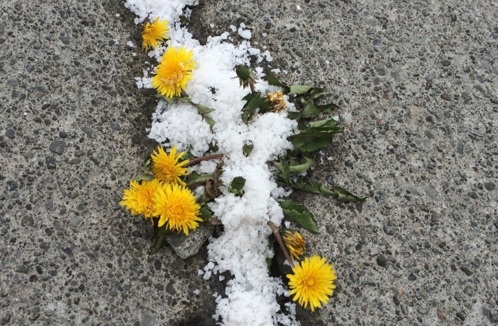 Salt til illgresiseyðingar