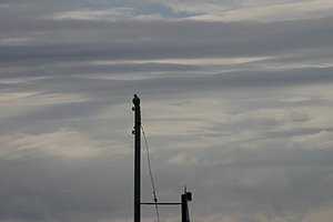 Að muna eftir fuglunum