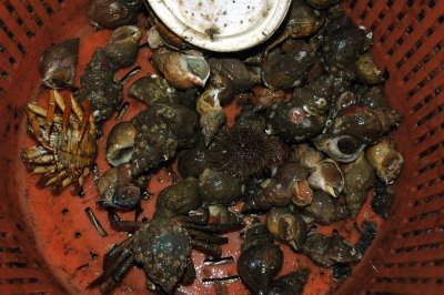 BioPol rannsakar beitukóng í Húnaflóa