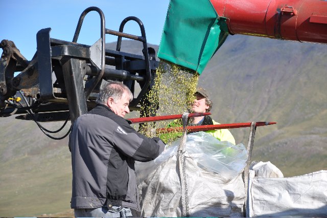 Met uppskera á byggakri á Skagaströnd