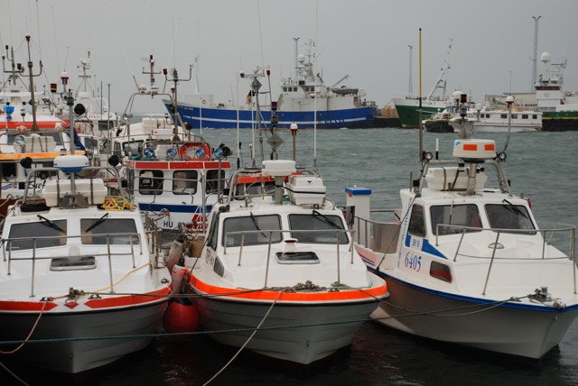 Metafli í Skagastrandarhöfn í september