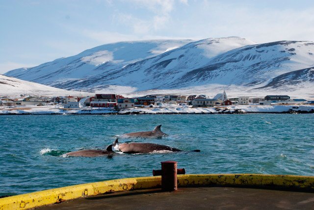 Fjölmenni fylgist með ástarleik andanefja í Skagastrandarhöfn