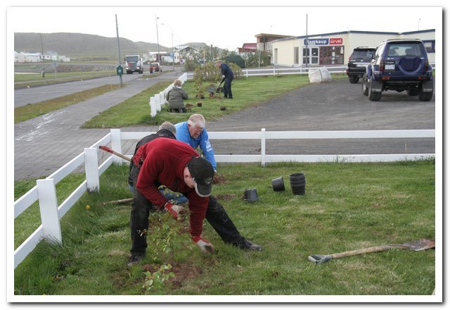 Tré gróðursett víða um Skagaströnd