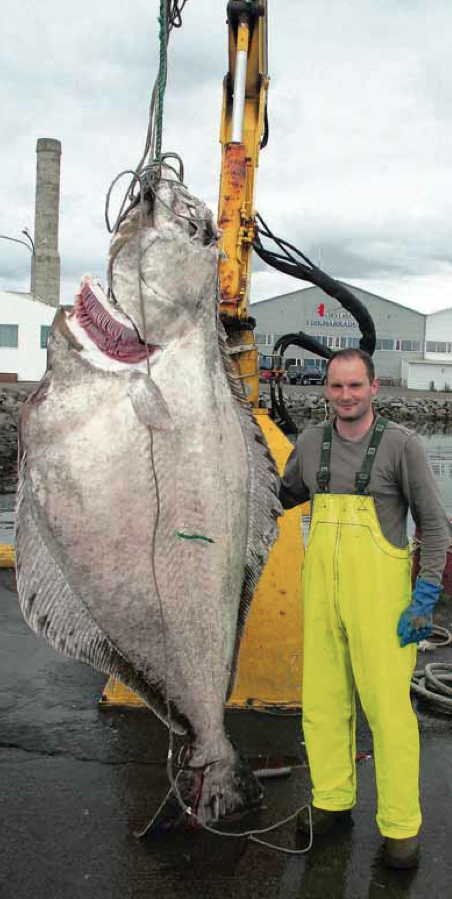 Happadráttur strandveiðimanns