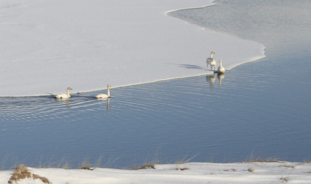 Álftir við skörina.