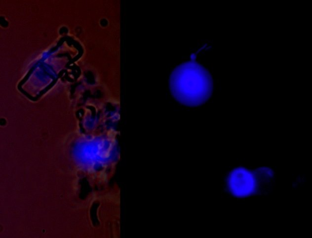 Alþjóðleg vinnustofa hjá BioPol ehf á Skagaströnd