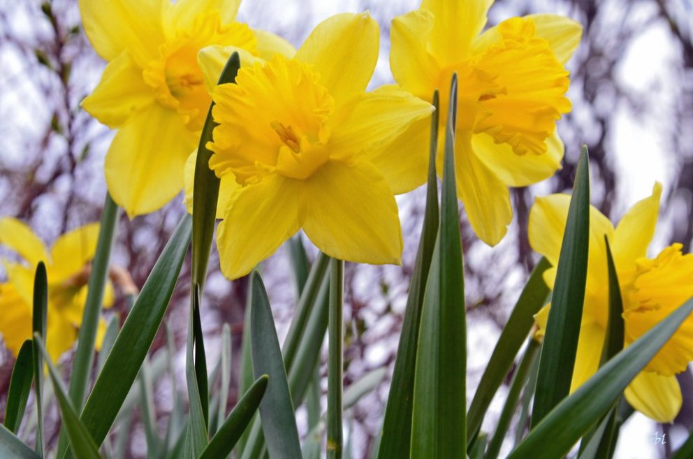 Páskalokun á skrifstofu sveitarfélagsins