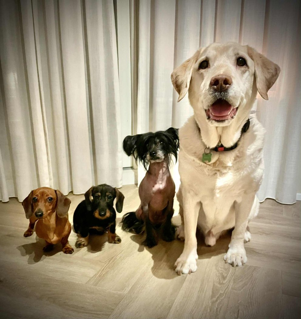 Ormahreinsun hunda og katta 17. febrúar milli 16:00 og 18:00