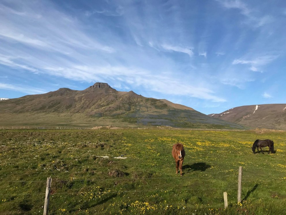 Kynningarfundur vegna skógræktarverkefnis