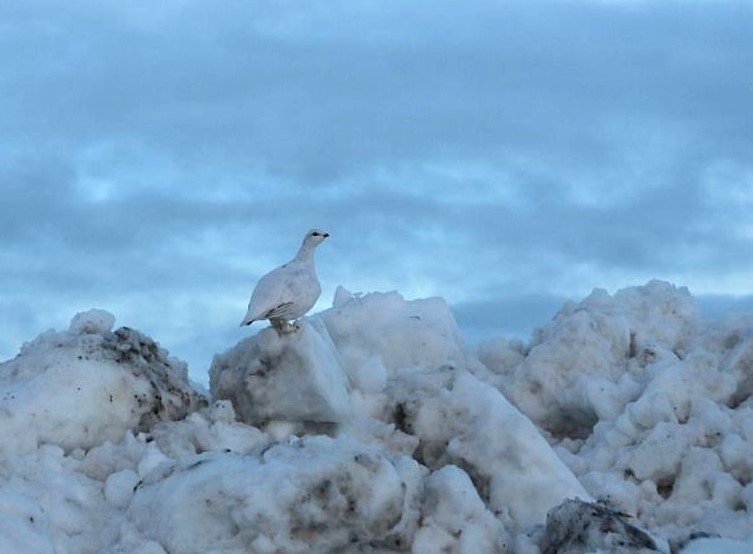 Ljósmynd: Árni Geir Ingvarsson