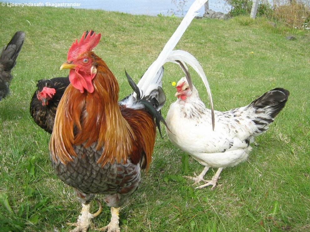 Ljósmynd: Árni Geir Ingvarsson