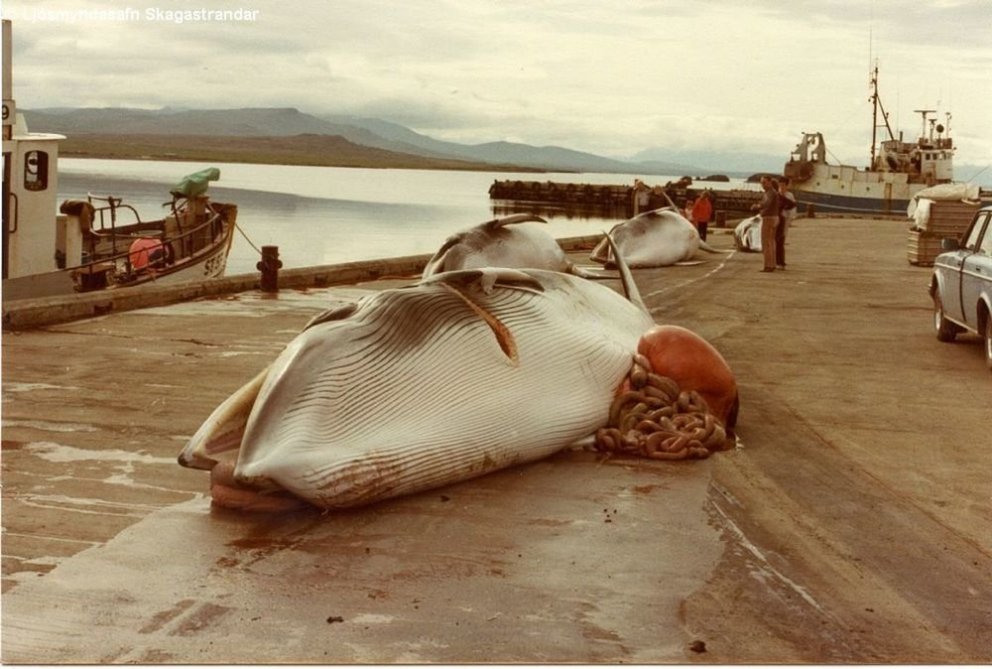 Ljósmynd: Guðmundur Ólafsson og Eygló Gunnarsdóttir