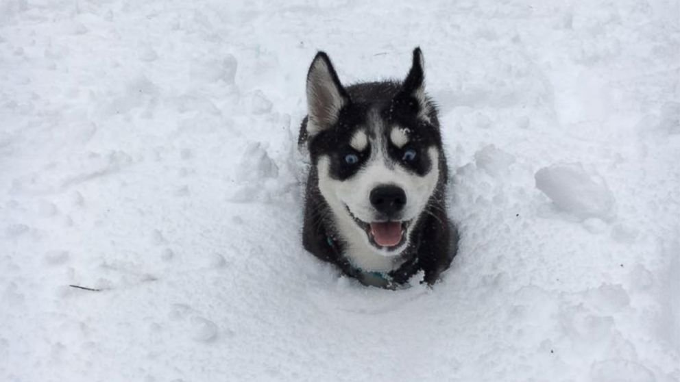 Frestast um viku - Ormahreinsun hunda og katta
