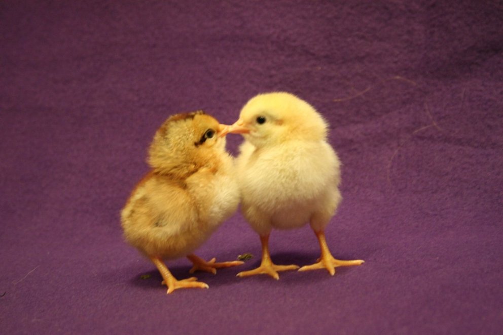 Ljósmynd: Ólafur Bernódusson