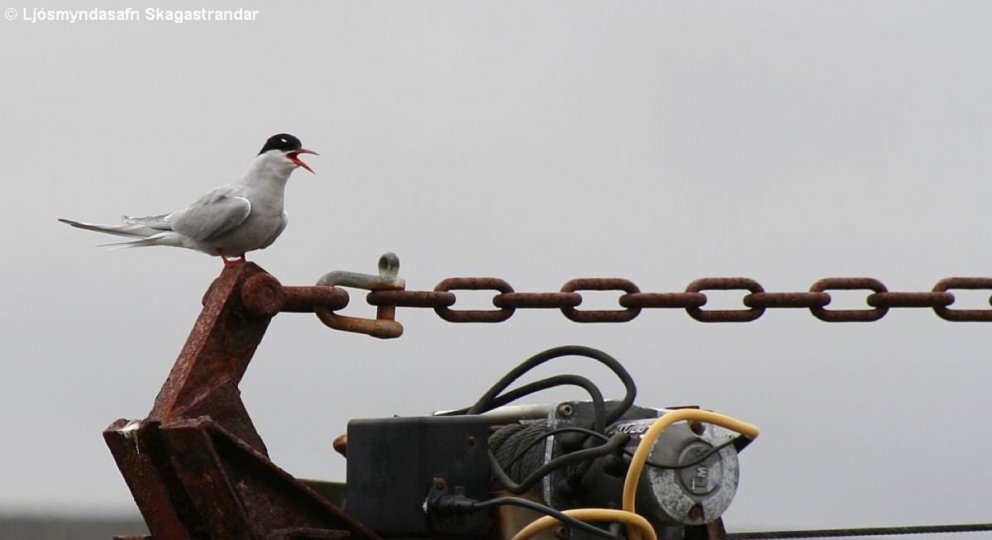 Ljósmynd: Ólafur Bernódusson