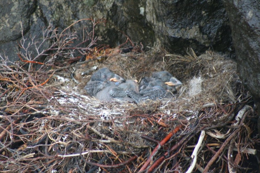 Ljósmynd: Ólafur Bernódusson