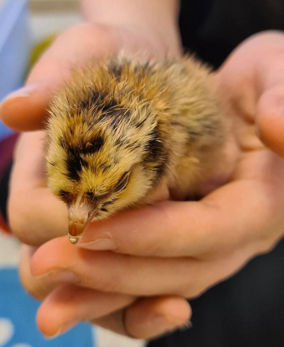 Ljósmynd: Ólafur Bernódusson