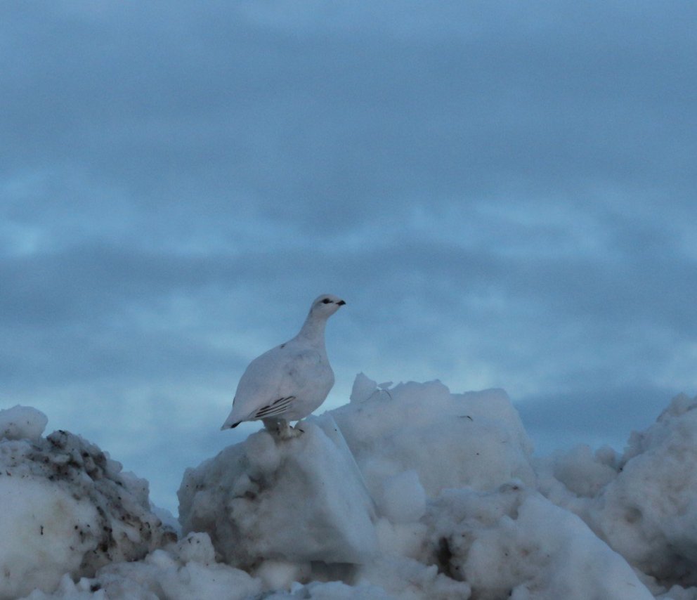 Ljósmynd: Árni Geir Ingvarsson