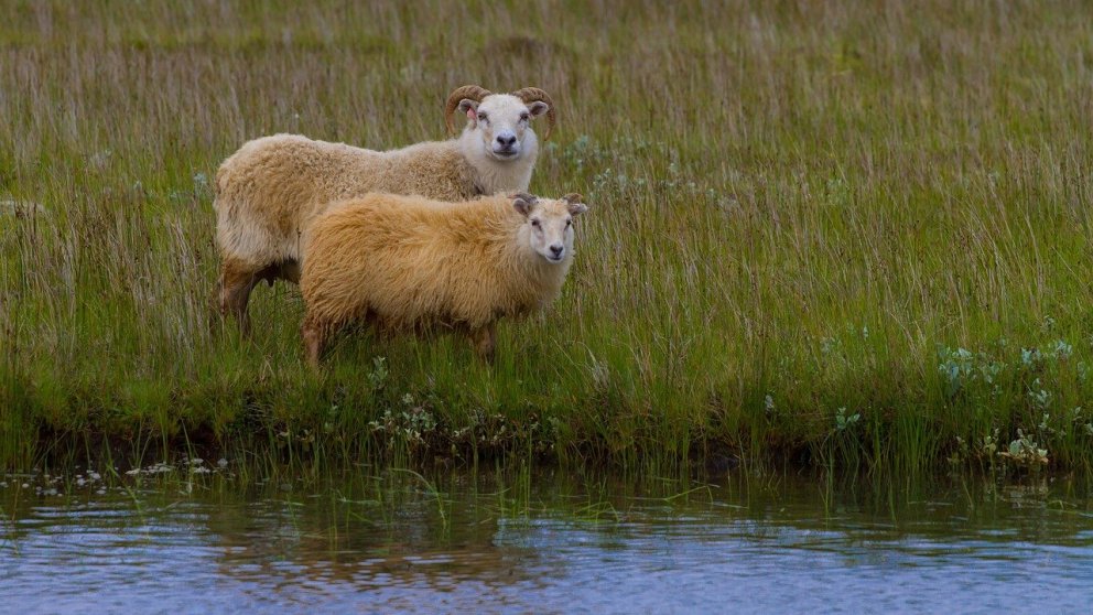 Gangnaseðill Skagstrendinga 2025