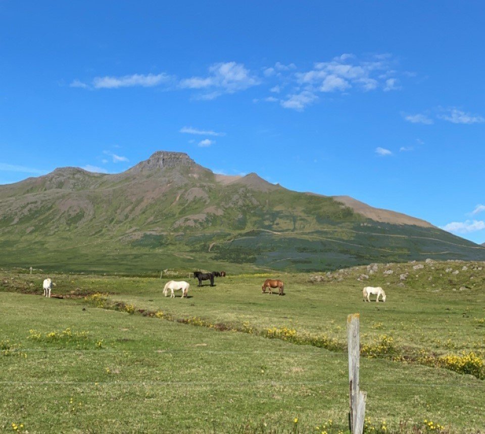 Spákonufell - Gróðursetningar 2023