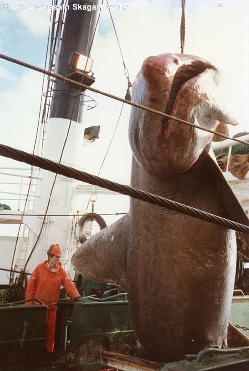 Ljósmynd: Vélaverkstæði Skagastrandar - safn