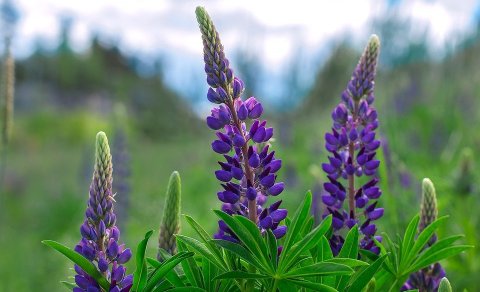 Lúpínueyðing á Spákonuhöfða