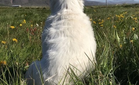 Ormahreinsun hunda og katta frestast til 9. febrúar frá kl. 16:00 til 18:00