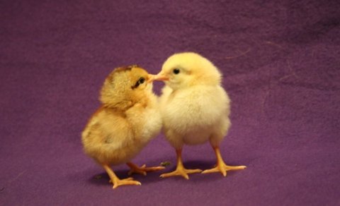 Ljósmynd: Ólafur Bernódusson