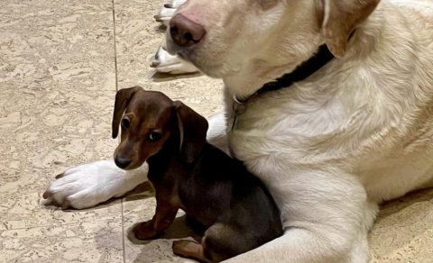 Ormahreinsun hunda og katta 12. febrúar milli 16:00 og 18:00