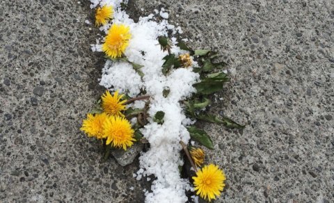 Salt til illgresiseyðingar