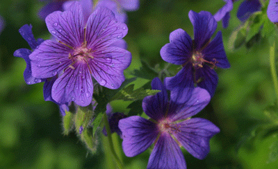 Kántrýdansarar frá Skagaströnd