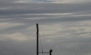 Að muna eftir fuglunum