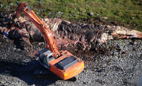 Grafa notuð við hvalskurð