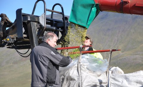 Met uppskera á byggakri á Skagaströnd