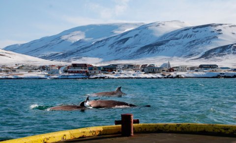 Fjölmenni fylgist með ástarleik andanefja í Skagastrandarhöfn