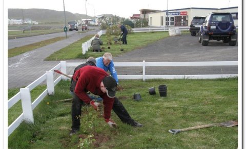 Tré gróðursett víða um Skagaströnd
