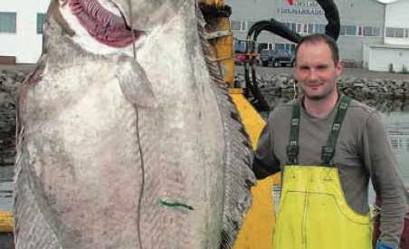 Happadráttur strandveiðimanns