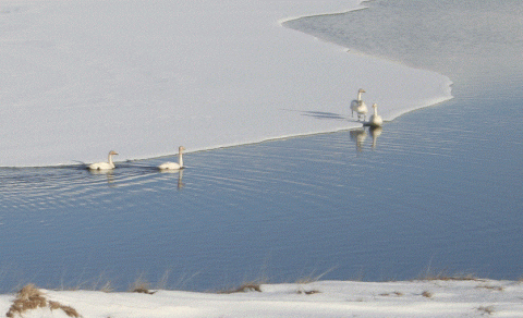 Álftir við skörina.