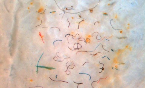 Rannsóknir á örplasti í Húnaflóa