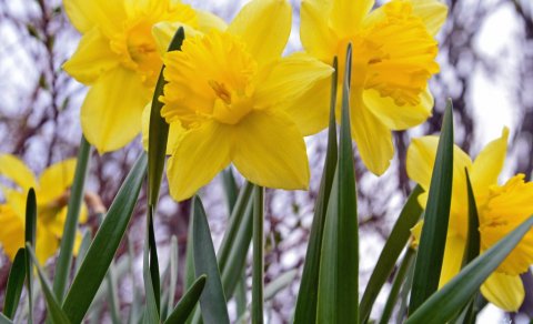 Páskalokun á skrifstofu sveitarfélagsins