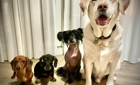 Ormahreinsun hunda og katta 17. febrúar milli 16:00 og 18:00