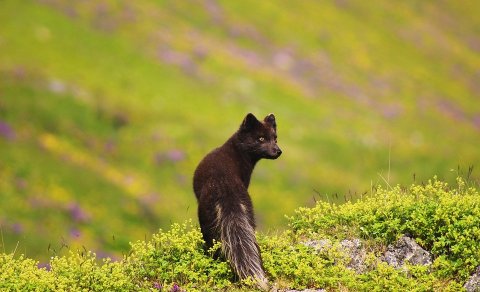 Veiðimaður óskast