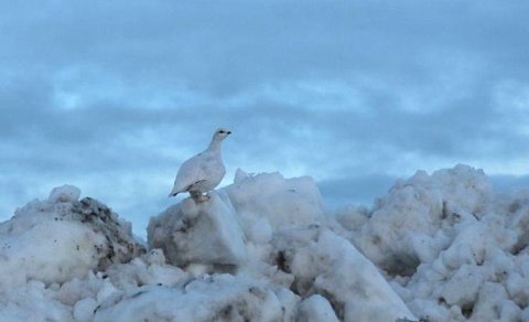 Ljósmynd: Árni Geir Ingvarsson