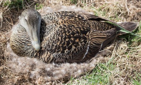 Óskað eftir áhugasömum aðlila til að sjá um nýtingu æðarvarps