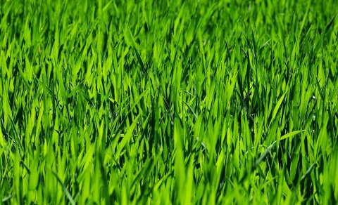 Vinnuskóli Skagastrandar 2019