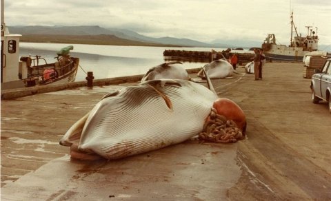 Ljósmynd: Guðmundur Ólafsson og Eygló Gunnarsdóttir