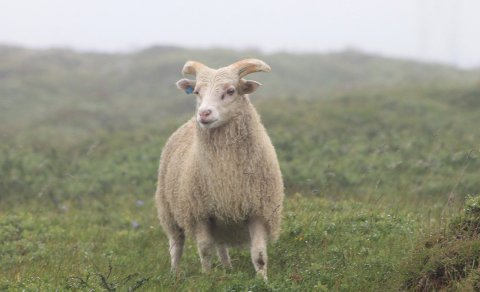 Fjallskil 2023 - Gangnaseðlar